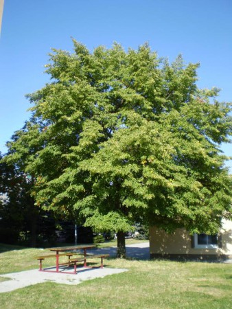 Záchrana stromů na Praze 5, 10 a 11